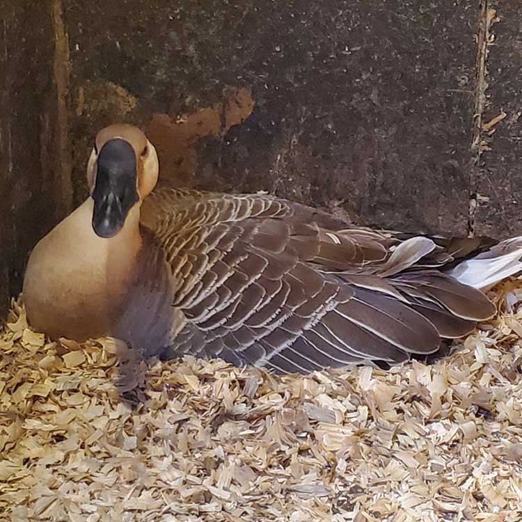 white goose with orange bill