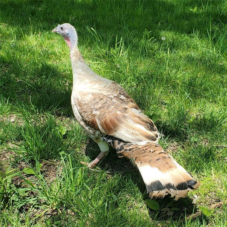 turkey standing in field