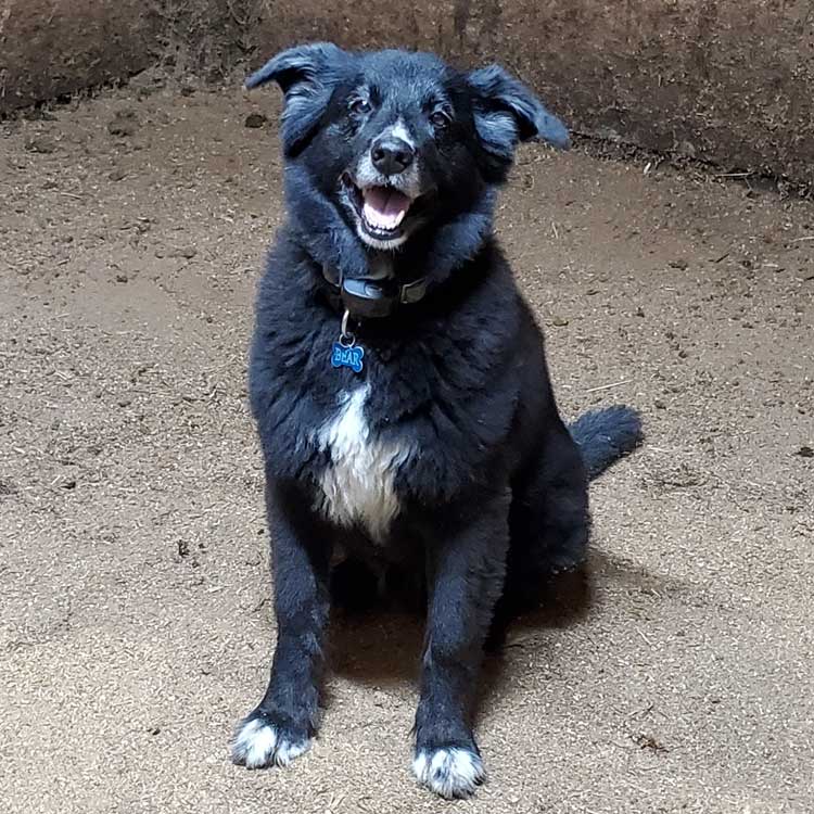 black and white fuzzy dog smiling