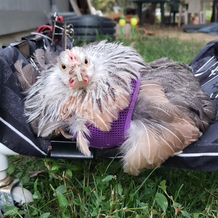 grey chicken in a wheelchair