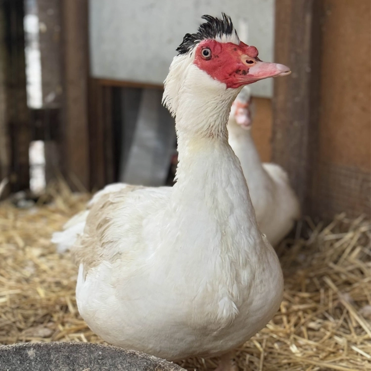 white duck with red face