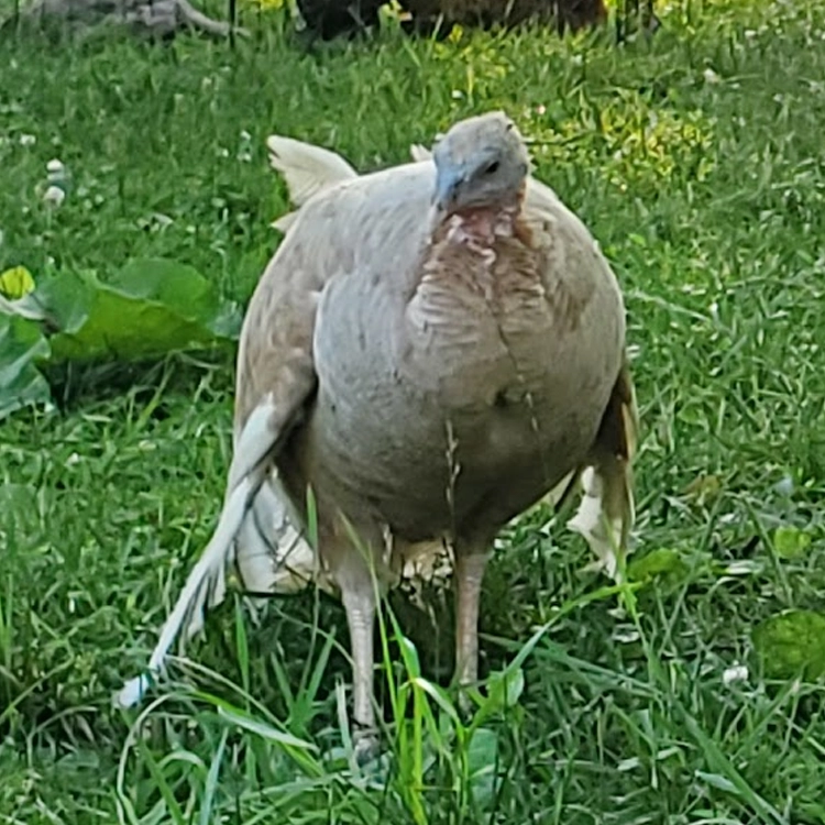 turkey standing in field