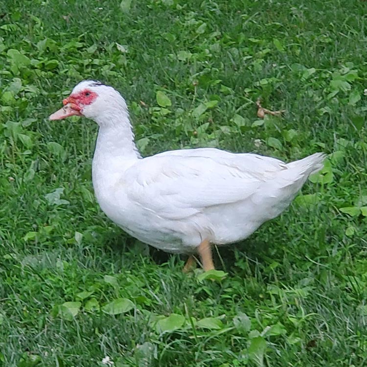 white duck with red face