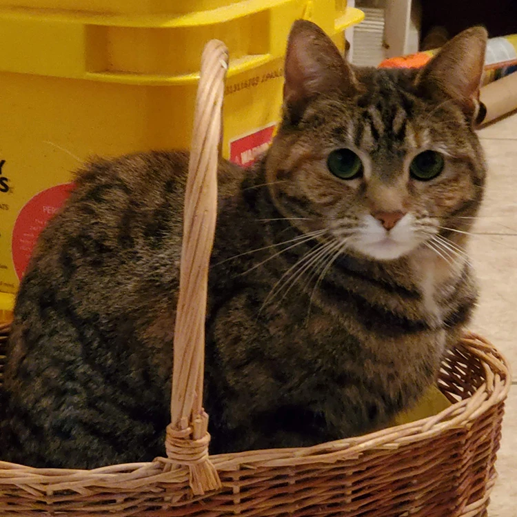 Brown tabby kitty in basket