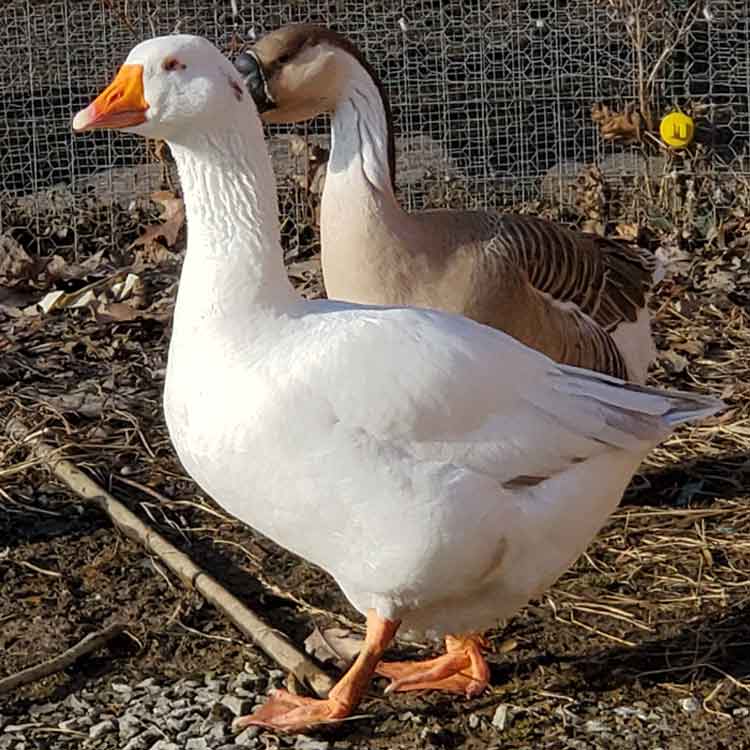 white goose with orange bill