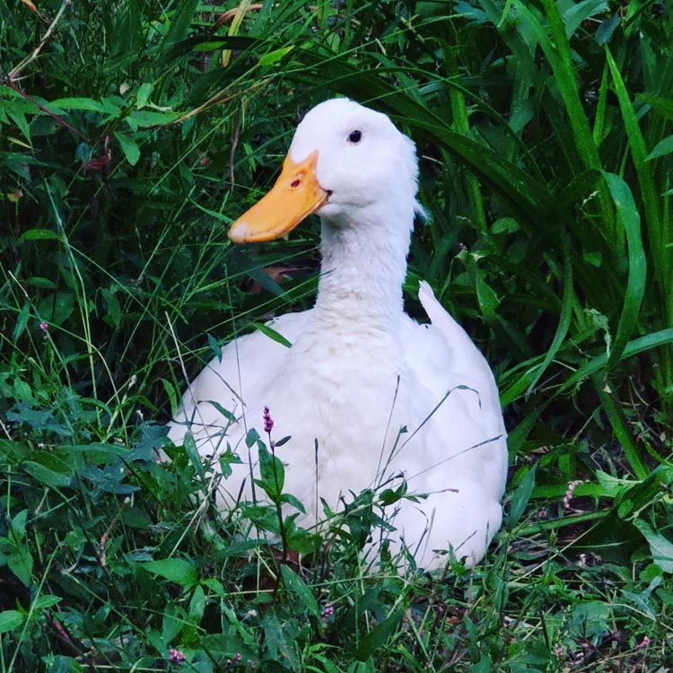 white duck sitting in tall grass