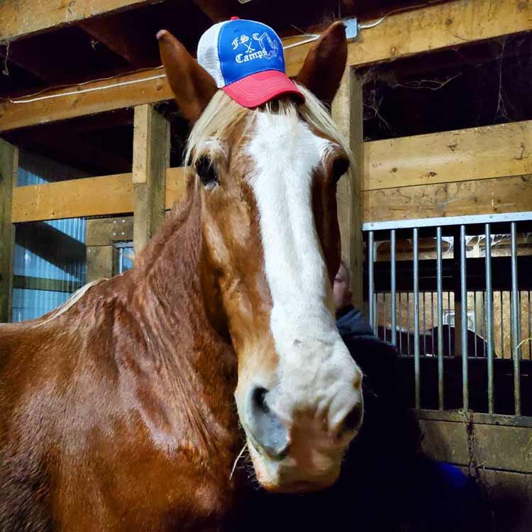 belgian draft horse wearing a baseball hat