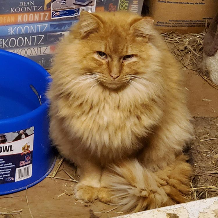 Fluffy orange kitty