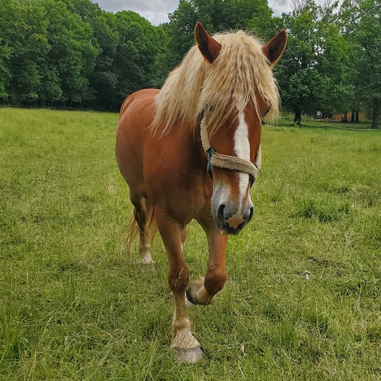 belgian draft horse walking through pasture