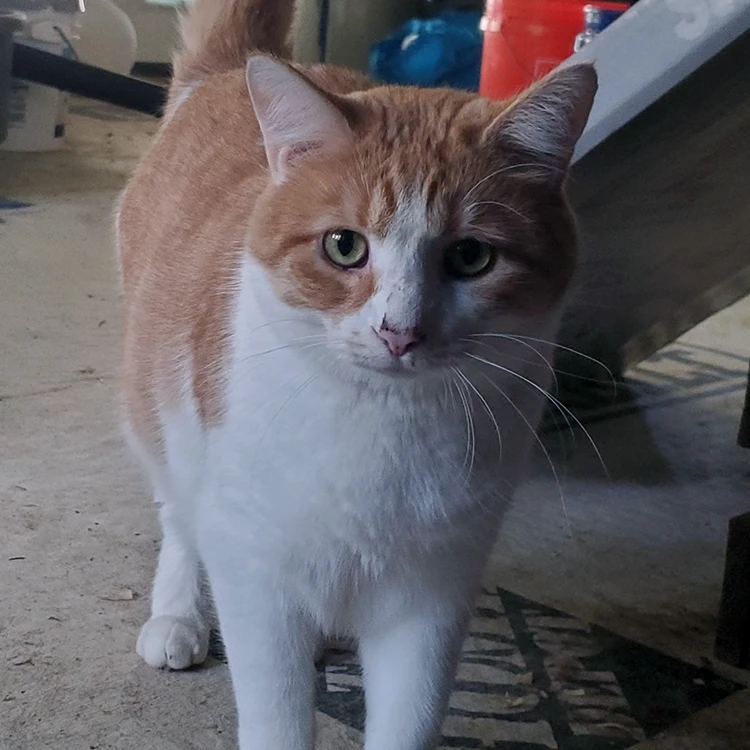 orange and white kitty