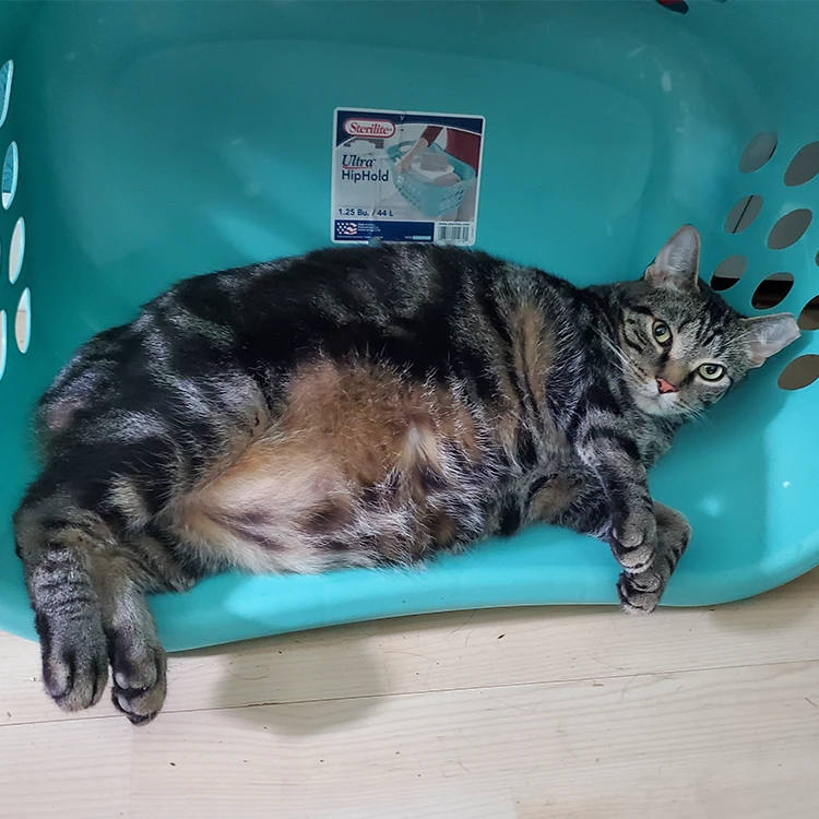 grey tabby cat in laundry basket