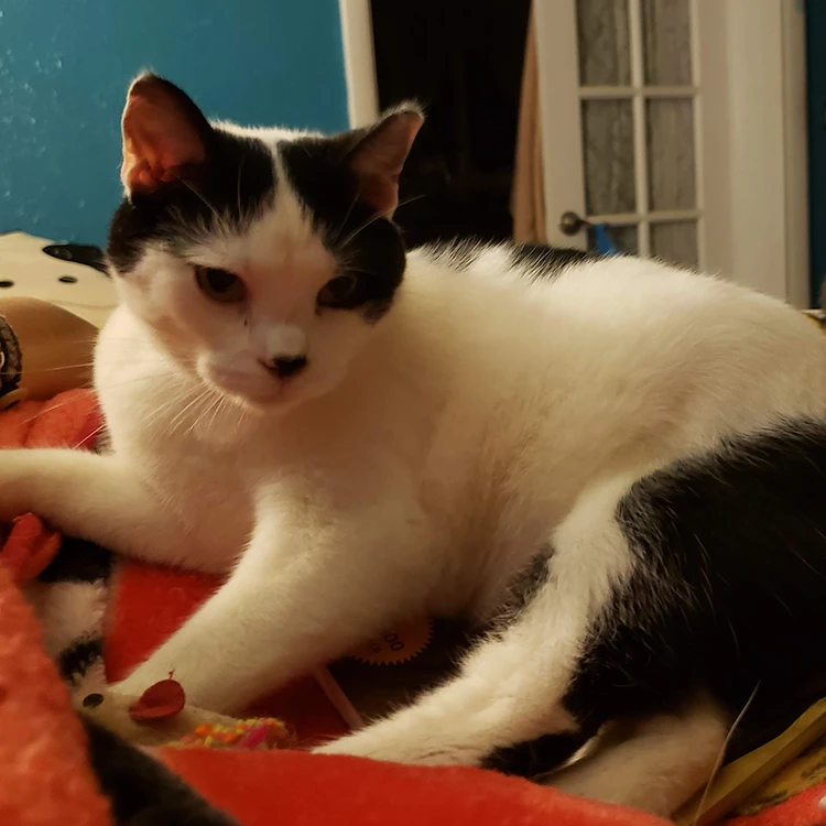 black and white kitty sitting on a bed