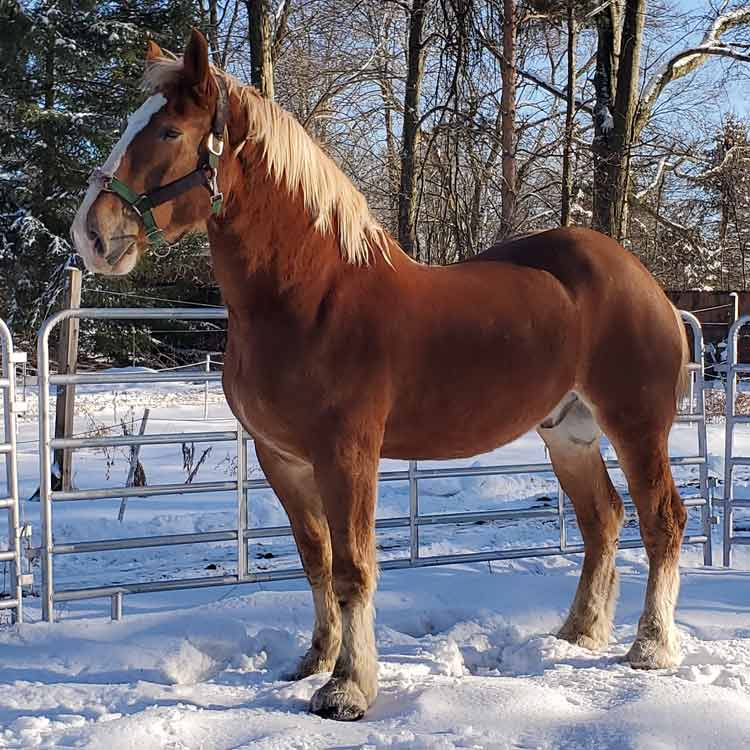 belgian draft horse standing in the snow