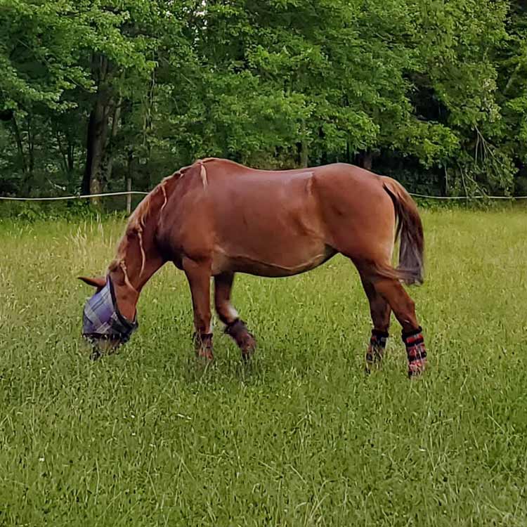 belgian draft horse grazing in a pasture