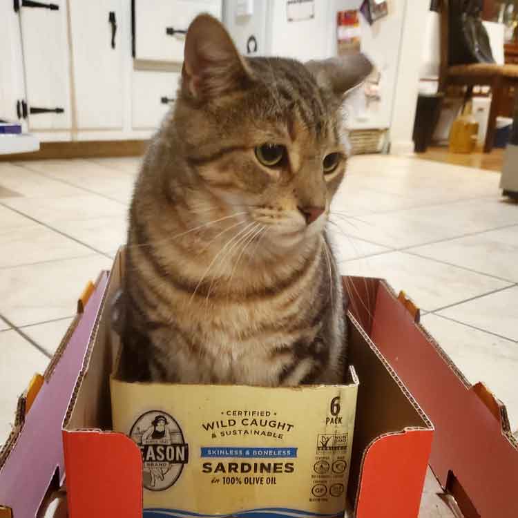 Grey tabby kitty sitting in a cardboard box