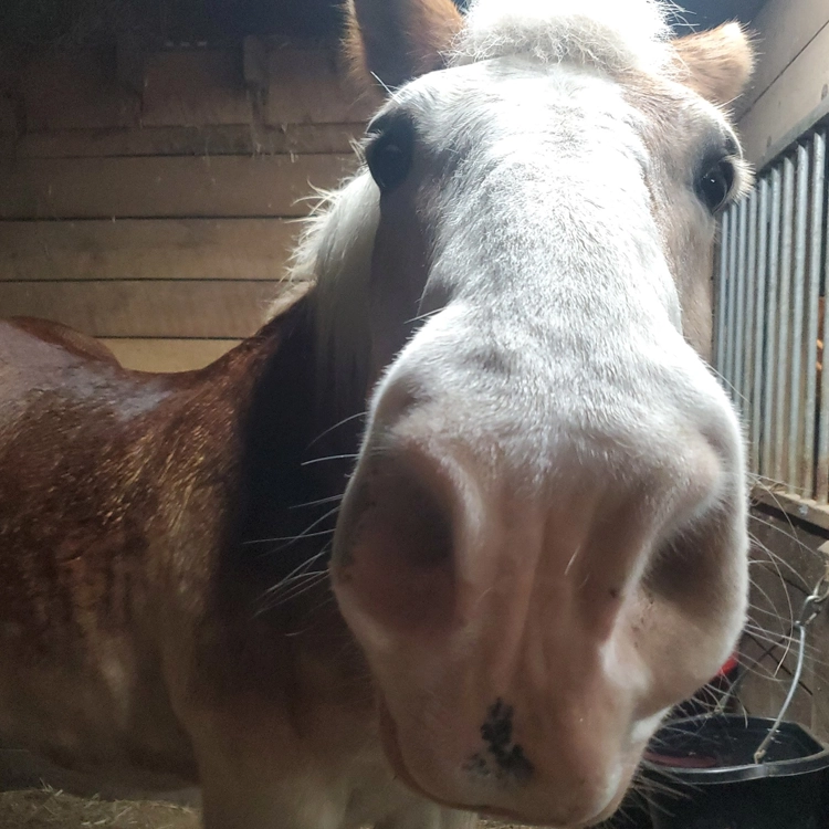 belgian draft horse staring at the camera