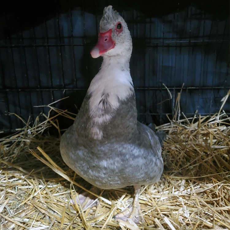 grey and white duck