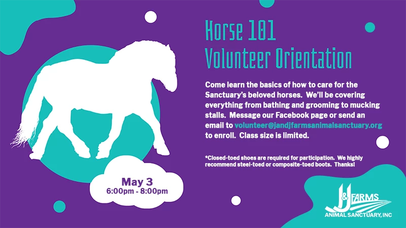 horse 101 volunteer orientation