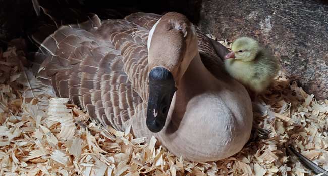 goose with baby sleeping on her back