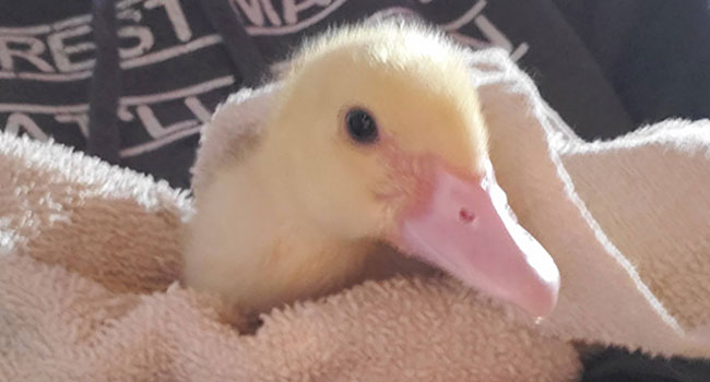 duckling wrapped in a towel