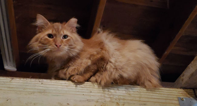 fluffy orange cat sitting in the barn