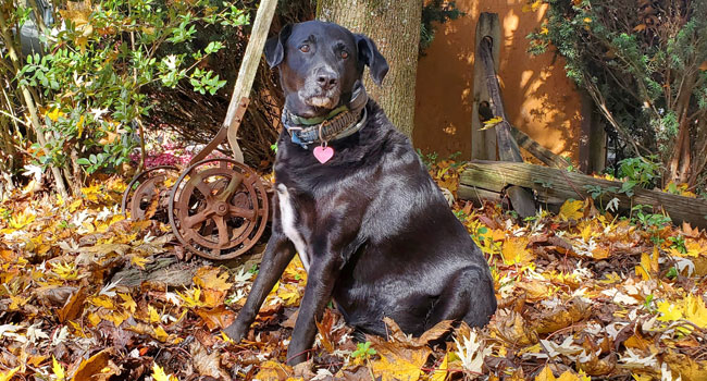 black lab sitting in a pile of fall leaves looking at camera