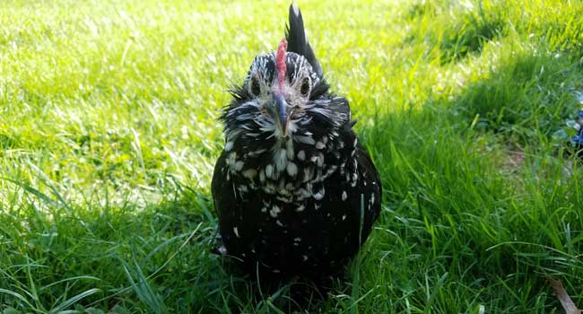 black chicken in grass